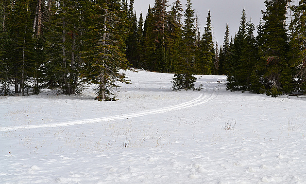 Fresh snow in early October near Cedar Breaks Canyon attracted a lone snowmobiler. Dwayne Brandly photo