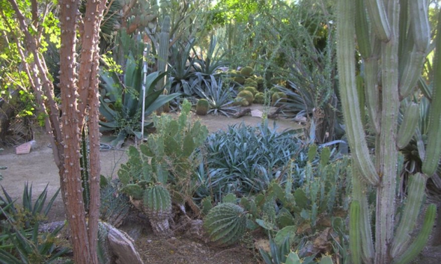 Palm Springs California Displays Moorten Botanical Garden Rvwest