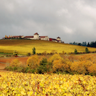 Autumn scene, vineyard, winery buildings