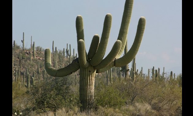 A large cactus with eight arms stands in the desert.