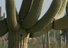 A large cactus with eight arms stands in the desert.