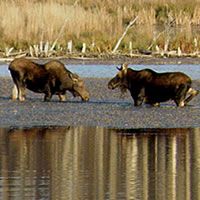 Wayne Millar explains how Elk Island National Park and the Cooking Lake-Blackfoot recreation area offer world-class wildlife photography opportunities.