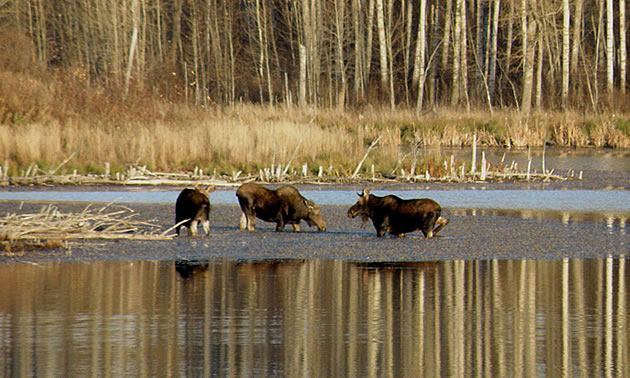 Wayne Millar explains how Elk Island National Park and the Cooking Lake-Blackfoot recreation area offer world-class wildlife photography opportunities.