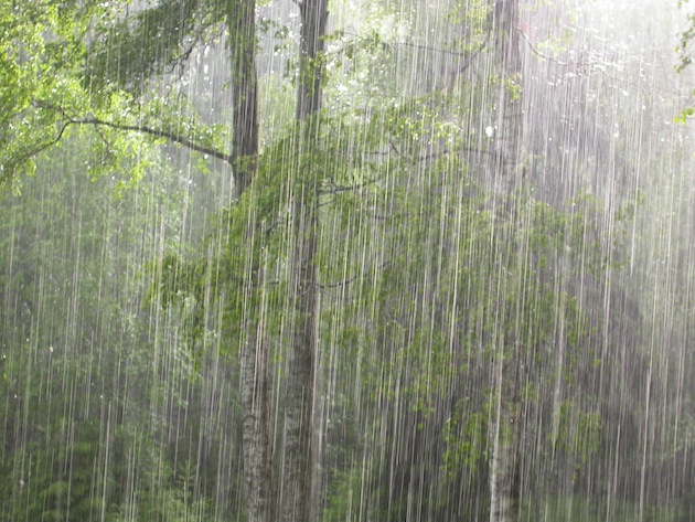 A forest in the pouring rain. 