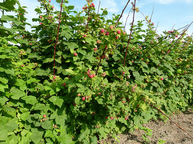 The King's JWD Market Garden raspberries, Outlook, SK.