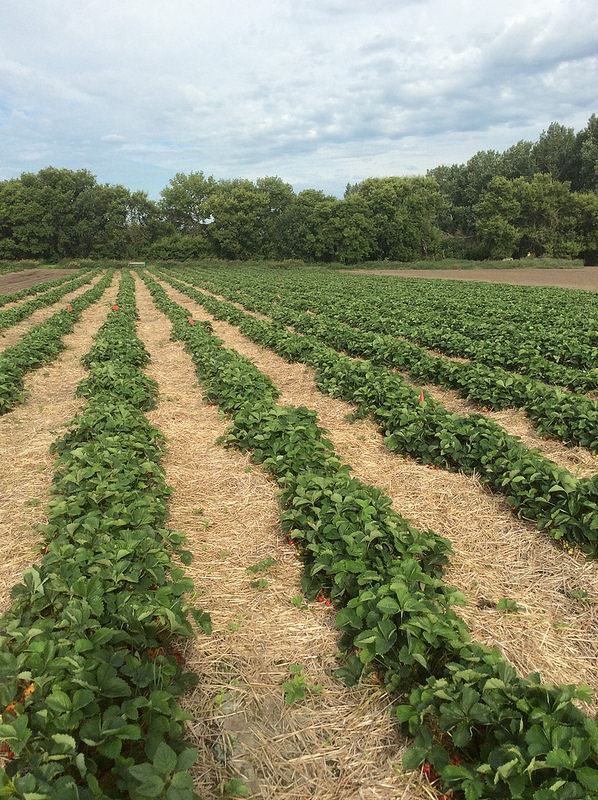 Berry patch, JWD Market Garden, Outlook, SK.