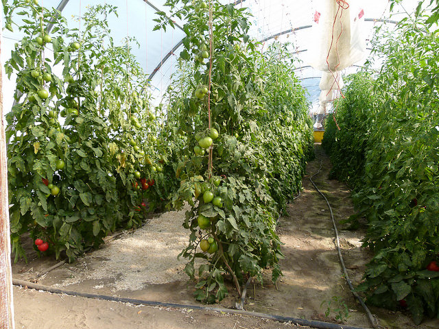 Vines of tomatoes at the King's Market Garden, Outlook, SK.
