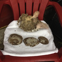 The inside view of the wasp's nest, showing the RV insulation that had been pulled inside the nest.