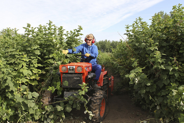 Jean King rototilling between the rows of raspberries in August after harvest, JWD Market Garden, Outlook, SK.
