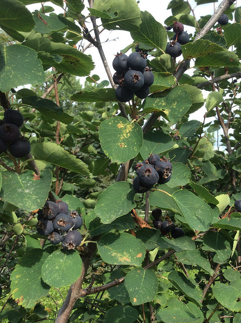 Saskatoon berries at the JWD Market Garden, Outlook, SK.