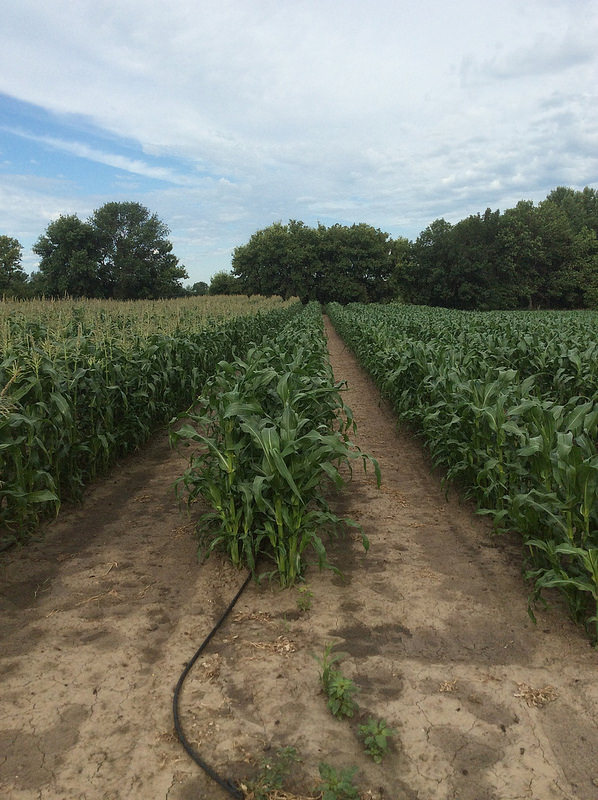 Rows of corn, JWD Market Garden, Outlook, SK.
