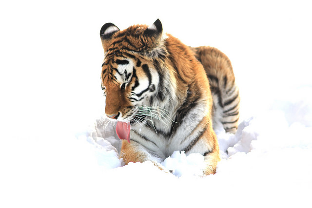 Tiger, Sheera, lying in the snow at Discovery Wildlife Park.