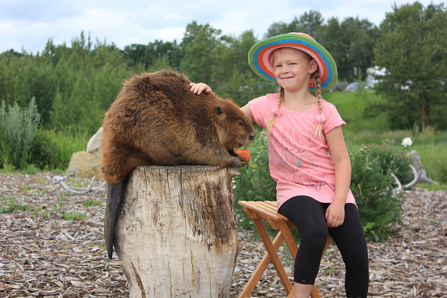 A young girl in a pink shirt and cowboy hat is sitting next to and petting Gus, the beaver at Discovery Wildlife Park. 
