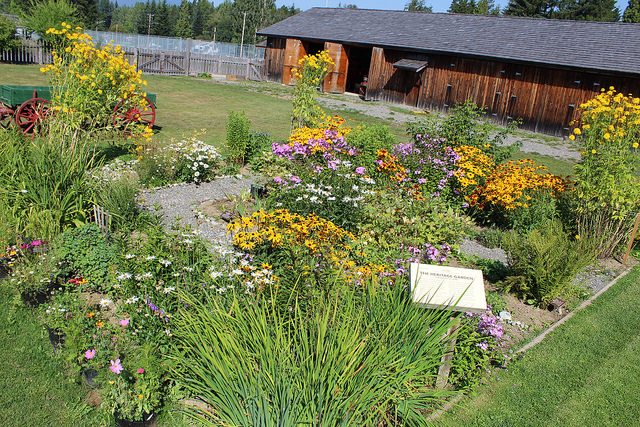 Heritage Park Museum's garden showcases a stunning array of heritage plants over a century old.