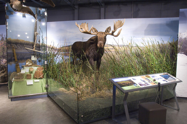 Mackenzie River diorama with a life sized moose at the PWNHC.