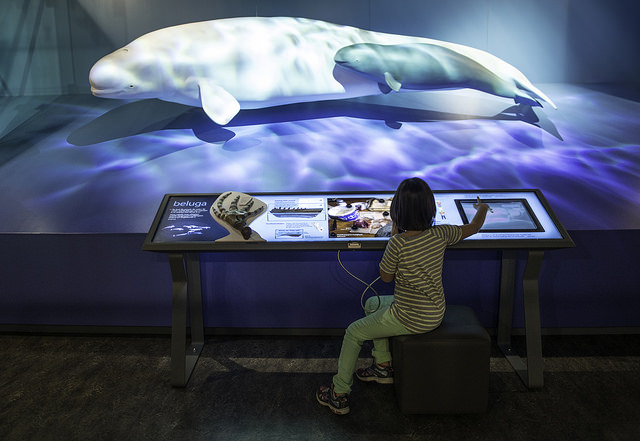 Beluga Whale diorama and interactive workstation at the PWNHC.