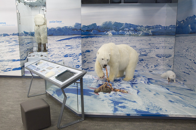 Display of life-size Polar Bear diorama at the PWNHC.