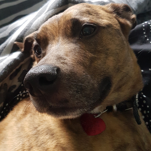 Gingerbread is an excellent camping companion, and she knows that her safety is our first priority.