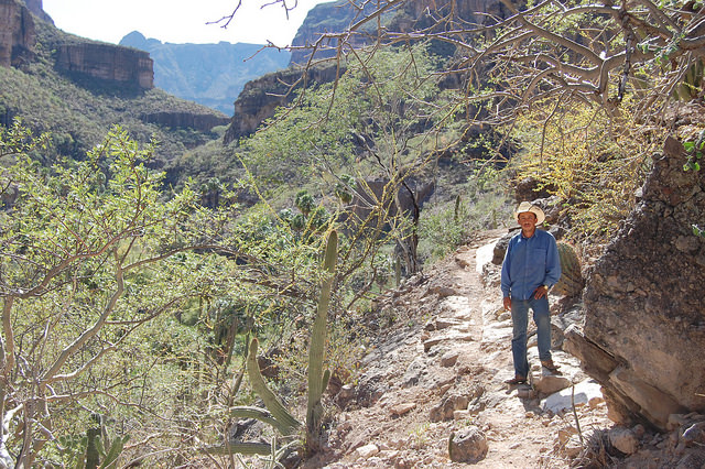 A man in jeans and a white cowboy hat standing on a trail that goes through a three-hundred-year-old olive tree grove at San Javier Mission in Baja, California.