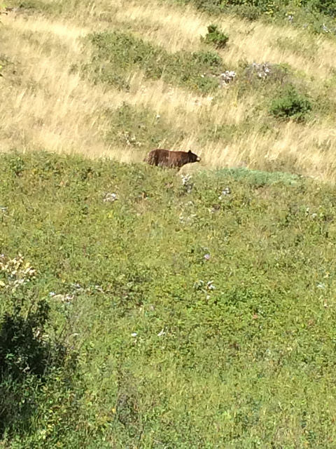 A bear seen in the distance on a grassy hill.