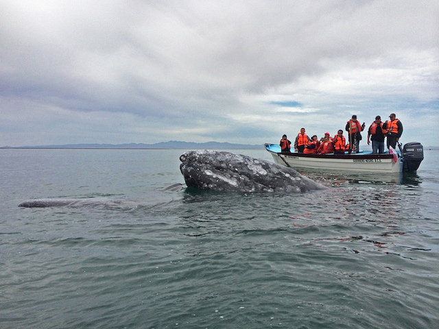 Visitors venture out on small, local panga fishing boats for a very personal whale-watching experience.
