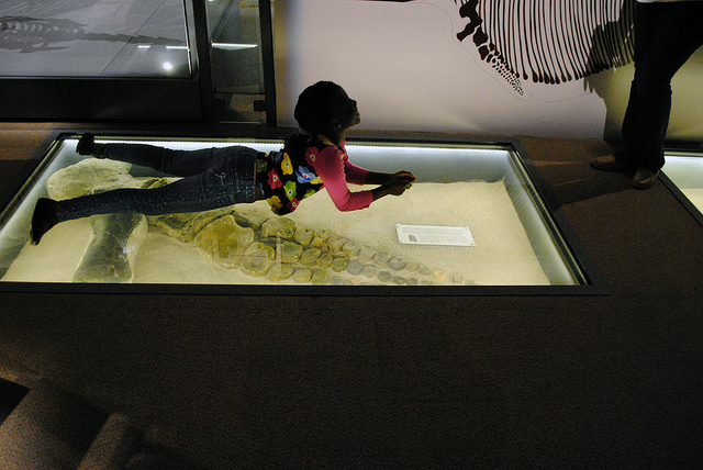 Ichthyosaur front paddle, floor display at Nevada State Museum Las Vegas.