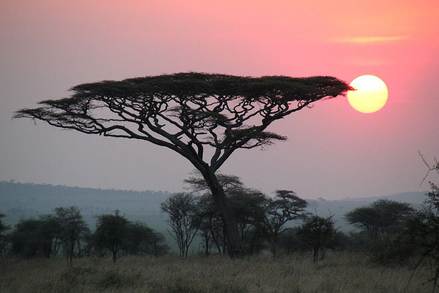 A sunset over the African savannah. 