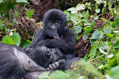 A mother and baby gorilla in Rwanda.