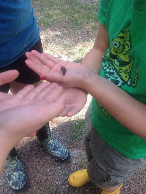 Child holding an insect in the palm of its hand.