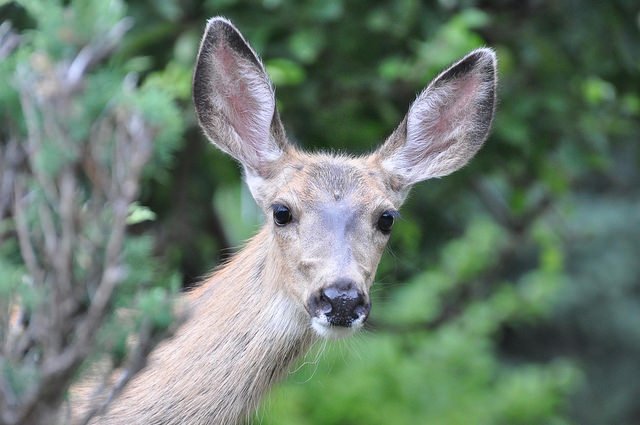 A mule deer doe looking out from behind a bush.