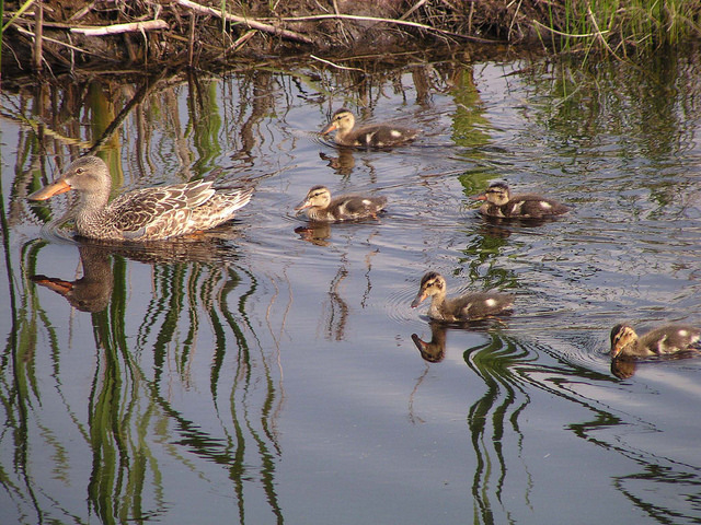 Northern shoveler duck swimming with five ducklings