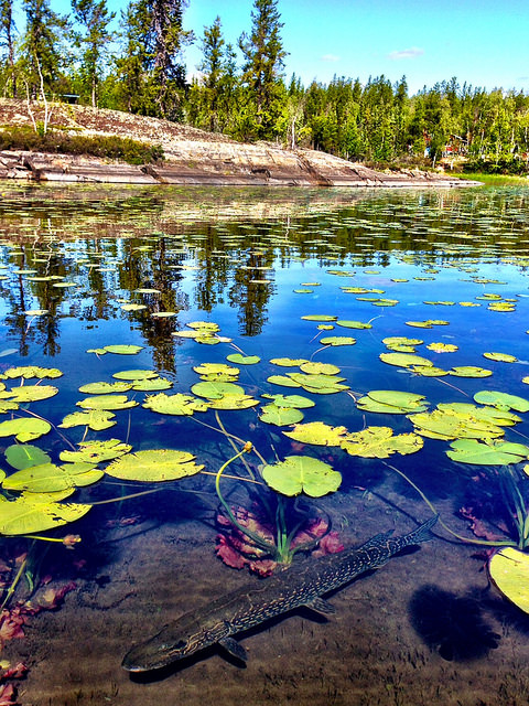 The most popular fish around Yellowknife are Arctic grayling, northern pike, walleye, inconnu, lake whitefish and lake trout. 