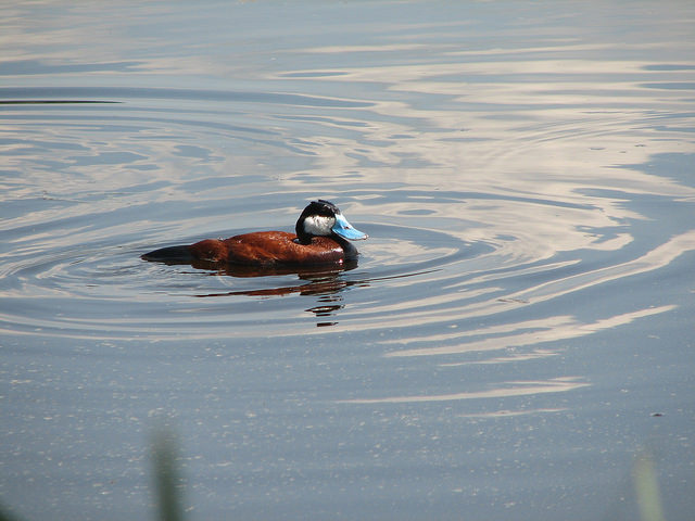 A ruddy duck swims in calm waters. 