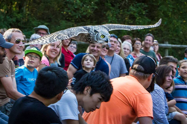 An owl flying very low over the heads of visitors at the Allan Brooks Nature Centre.