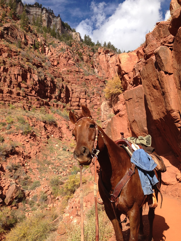A brown horse in the Grand Canyon.