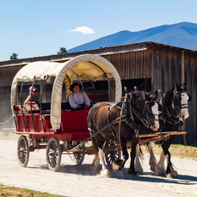 A red wagon with a white linen roof holds passengers as two brown and white Clydesdale horses stroll through Fort Steele