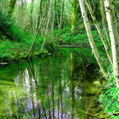 A serene river setting