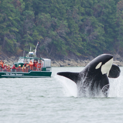 A killer whale jumps out of the water while a tour boat of people look on