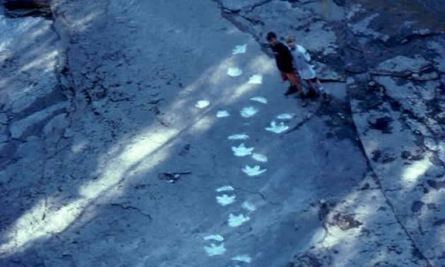 Illuminated Dinosaur track site.