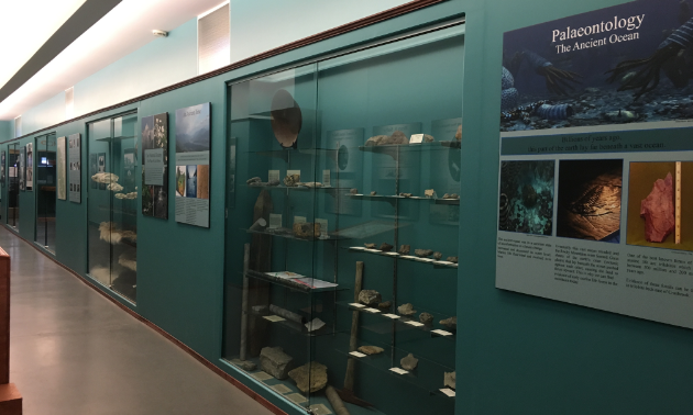 Paleontological rocks with ancient markings are displayed behind glass in a hallway with bluish-green walls.