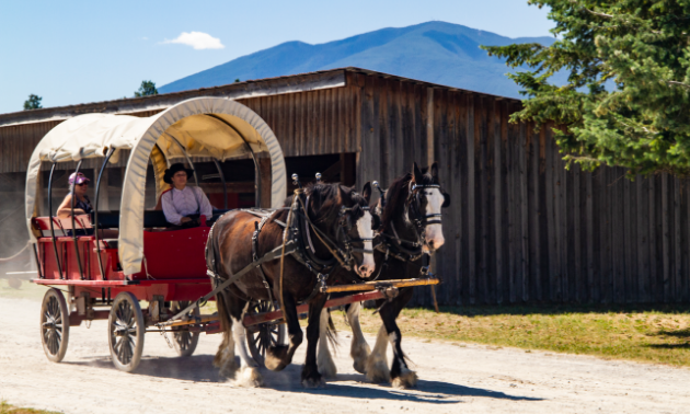 A red wagon with a white linen roof holds passengers as two brown and white Clydesdale horses stroll through Fort Steele