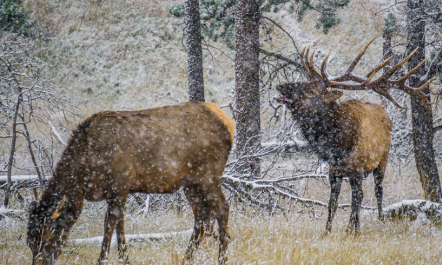 Jasper, Alberta, was one of McCallum and Doolittle’s favourite stops along their trip through Canada.