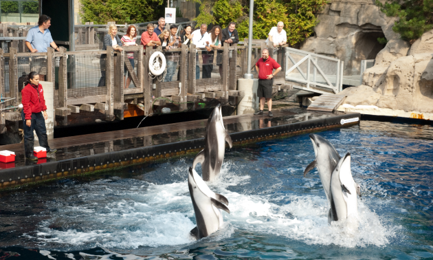 Dolphin shows take place every day at the Vancouver Aquarium.