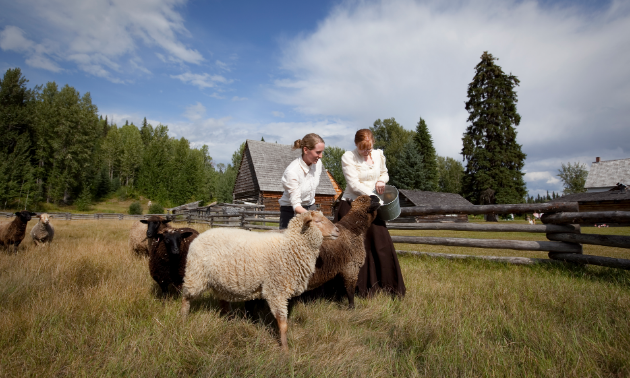 Sheep welcome visitors to the Huble Homestead. 