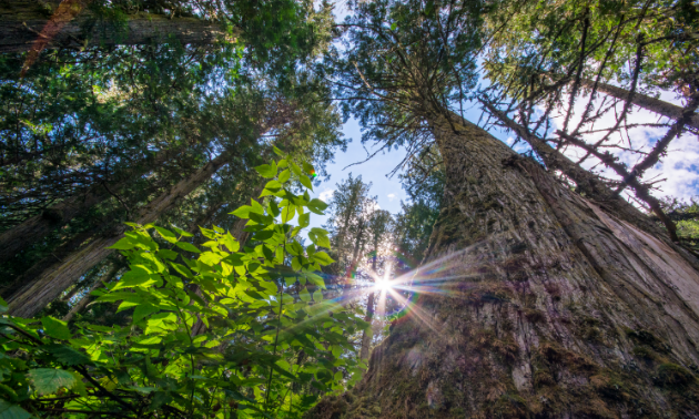 The Ancient Forest.