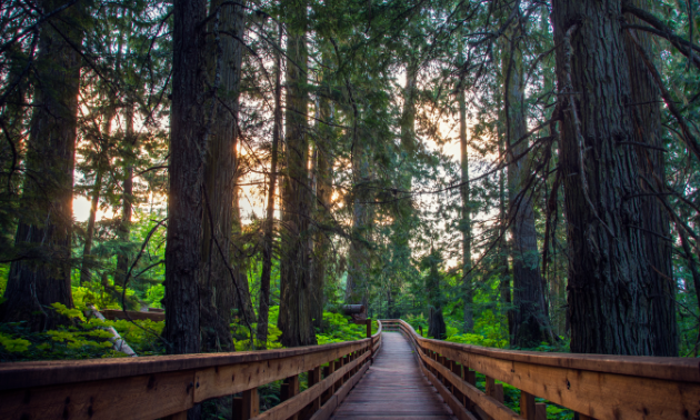 The Ancient Forest boardwalk loops around B.C.’s newest provincial park.