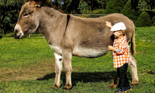 A small boy pets a donkey