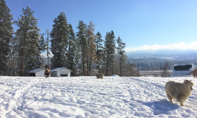 A sheep grazes on a field in winter