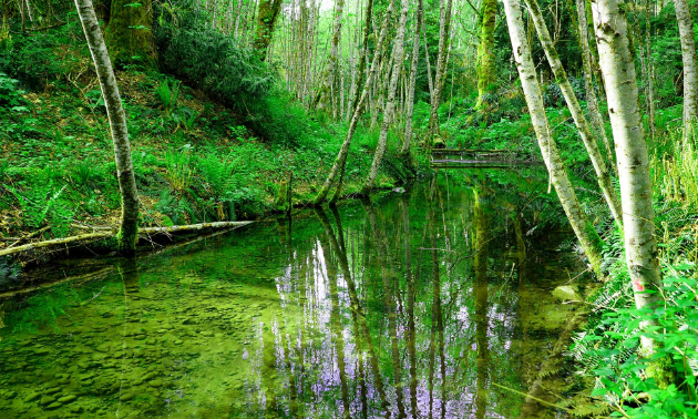 A serene river setting