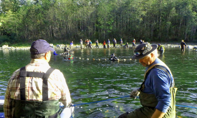 The Oyster River Enhancement Society takes broodstock from the river.